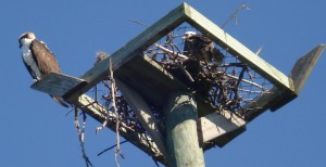 Osprey nest, Sanibel Island, FL.  Photo by Laurie D. Borman