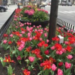 MagMile pink and red tulips